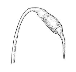 Rhaphidorrhynchium amoenum, capsule with operculum. Drawn from K.A. Ford D/16, CHR 513670.
 Image: R.C. Wagstaff © Landcare Research 2016 